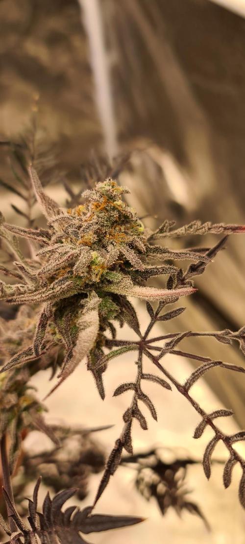 Frosty - Freaky - Purple. Week 21