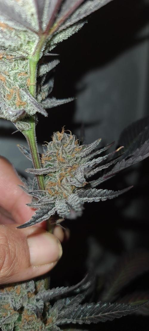 Number One Strain 🍓. Week 12