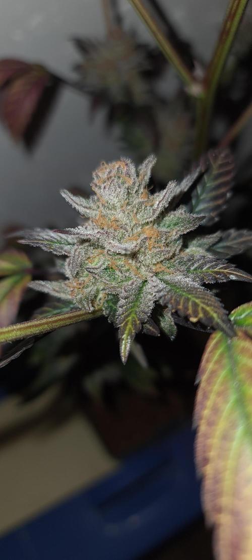 Number One Strain 🍓. Week 12