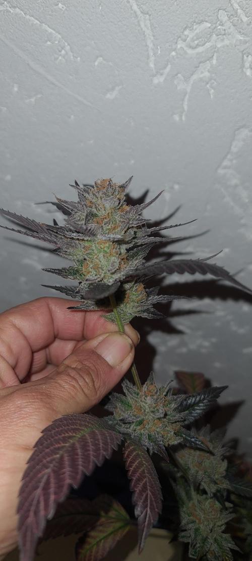 Number One Strain 🍓. Week 12