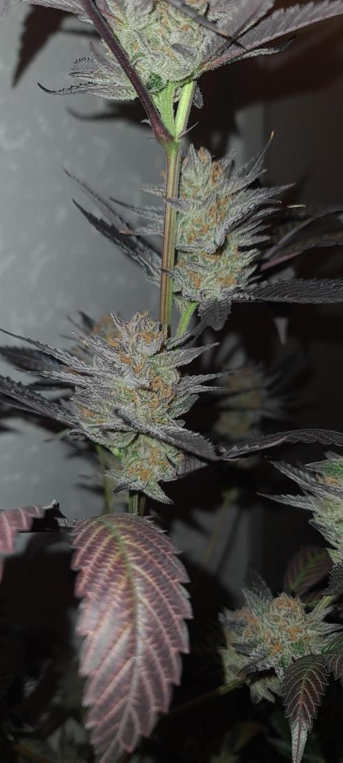 Number One Strain 🍓. Week 12