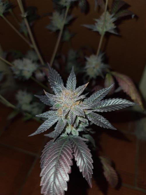 Number One Strain 🍓. Week 12