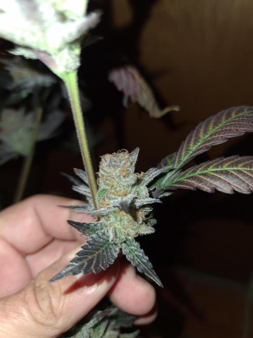 Number One Strain 🍓. Week 12