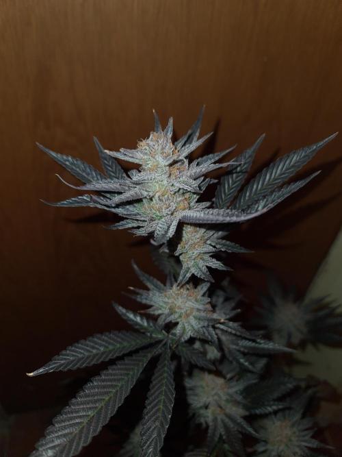 Number One Strain 🍓. Week 12