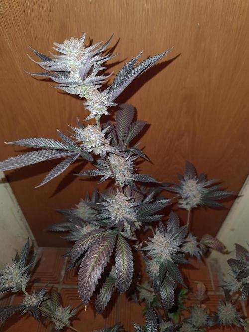 Number One Strain 🍓. Week 12