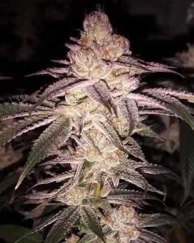 Trichome Jungle - Rainbow Cherry f2. Week 0
