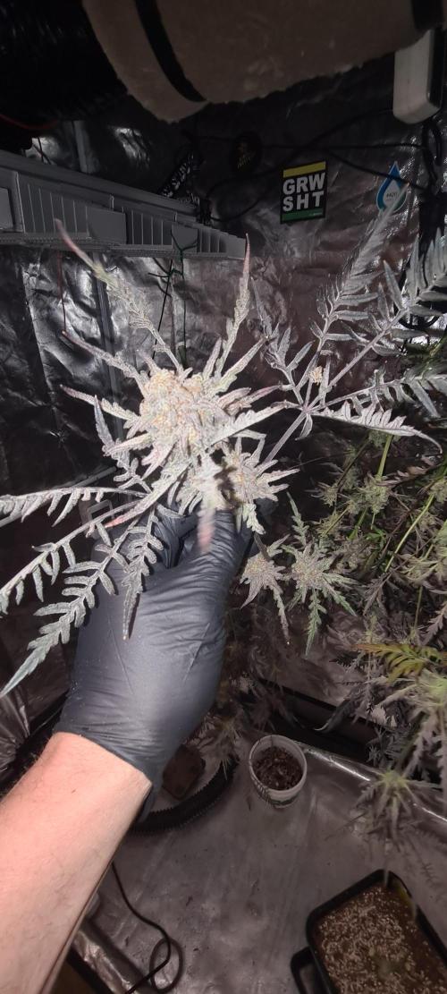 Frosty - Freaky - Purple. Week 22