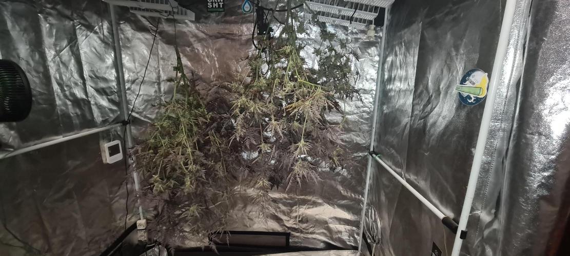 Frosty - Freaky - Purple. Week 22
