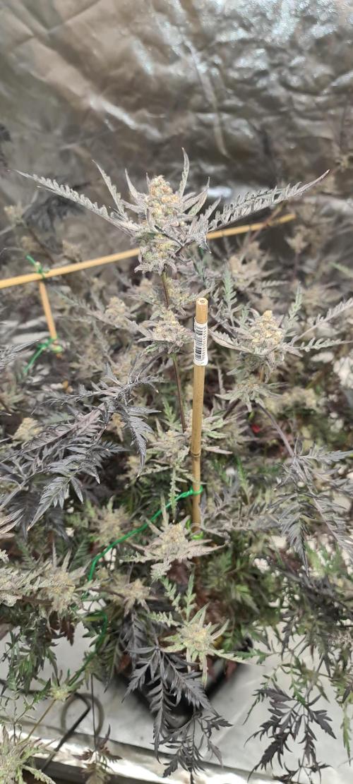Frosty - Freaky - Purple. Week 22