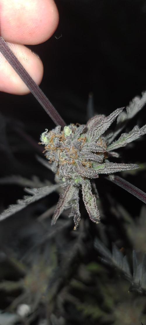 Frosty - Freaky - Purple. Week 22