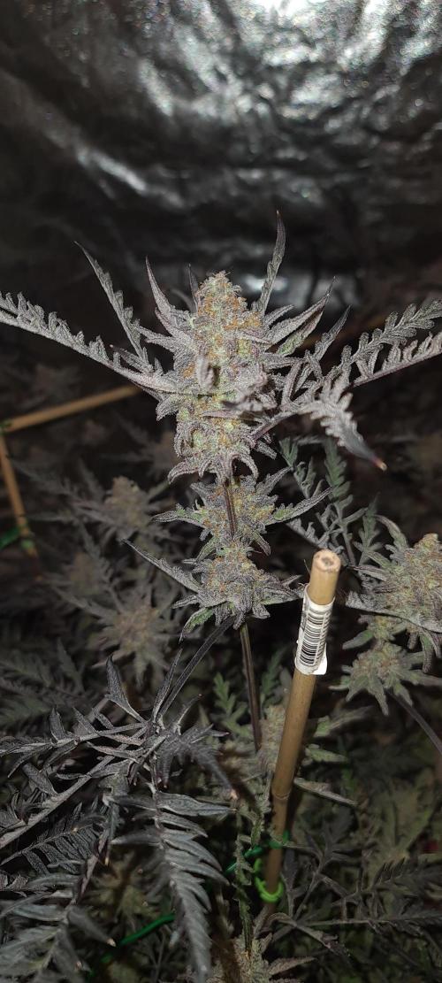 Frosty - Freaky - Purple. Week 22