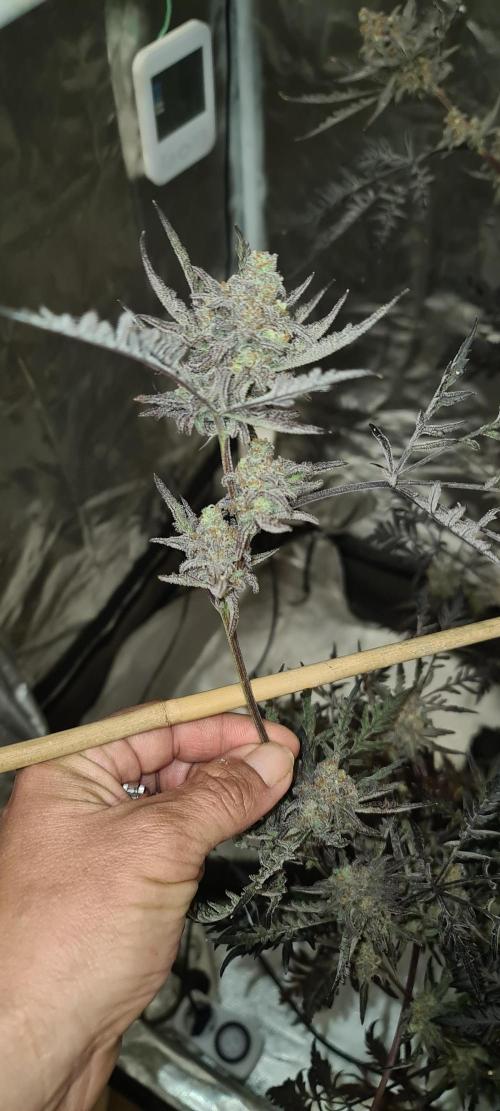 Frosty - Freaky - Purple. Week 22