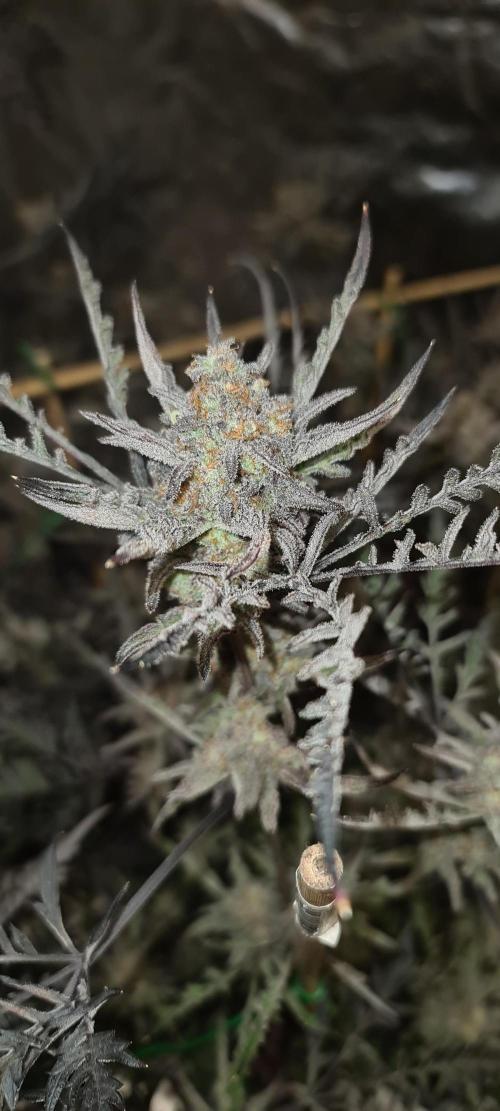 Frosty - Freaky - Purple. Week 22