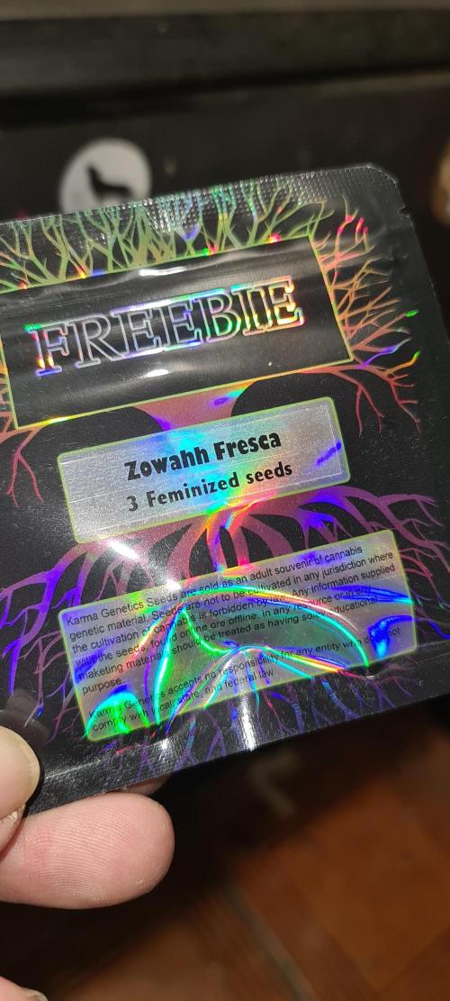 Zowahh Fresca LTD. Week 0