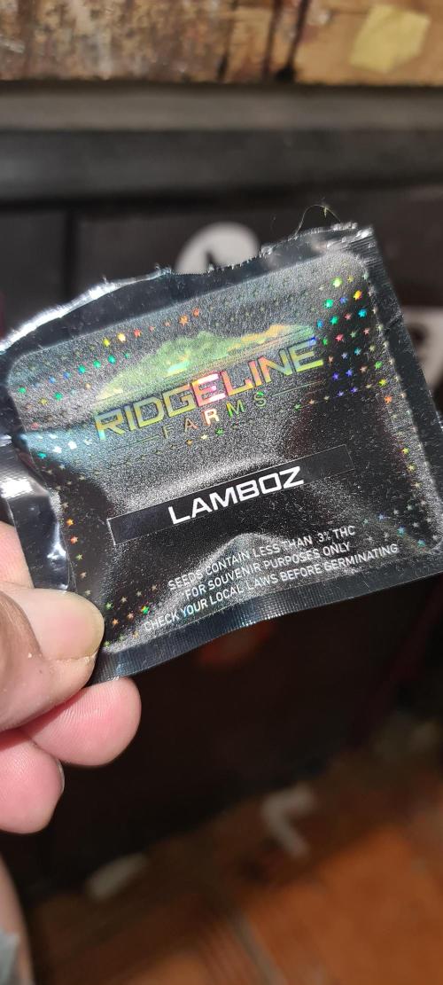 Lamboz - Ridgeline Farms. Week 0