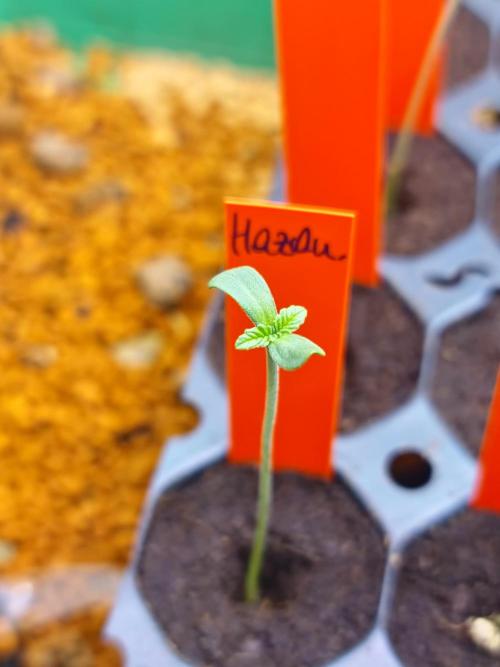 Hazanana. Week 0