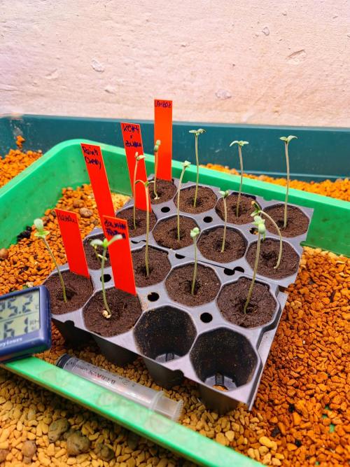 Lamboz - Ridgeline Farms. Week 0