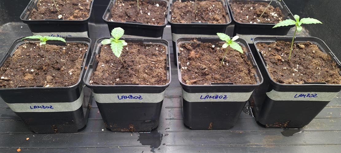 Lamboz - Ridgeline Farms. Week 1