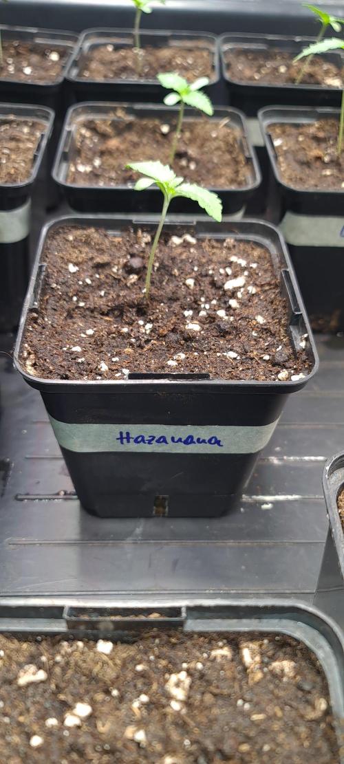 Banana Haze. Week 1