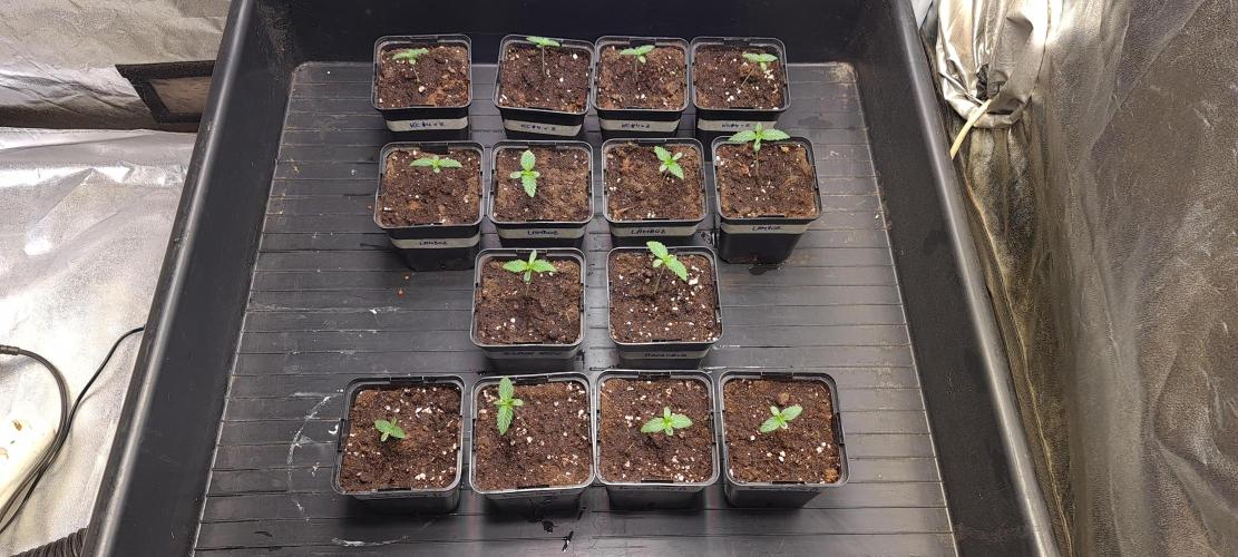 Hazanana. Week 1
