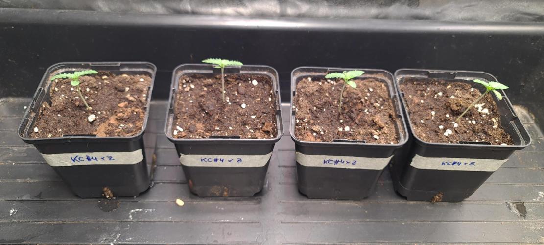KingCherry#4*Zowahh f2. Week 1