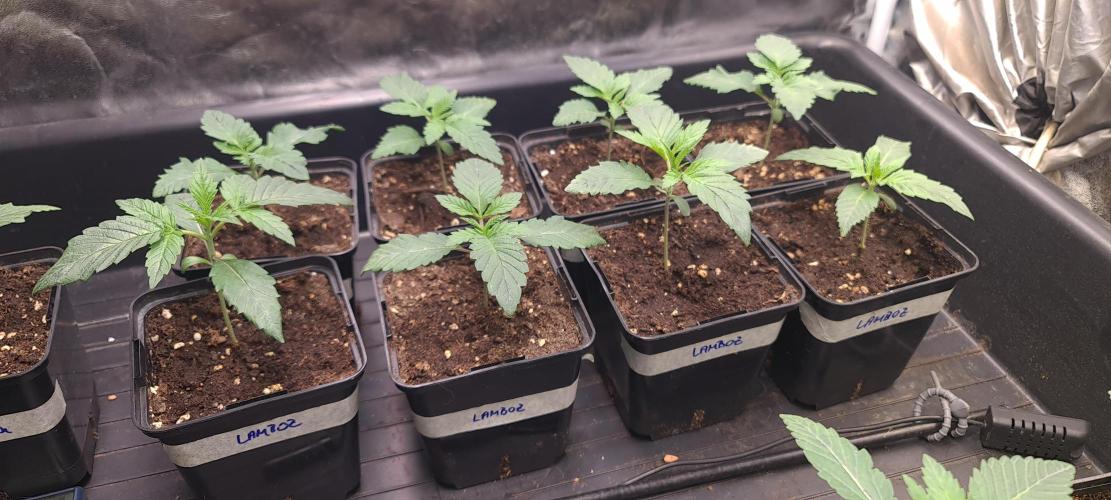 Lamboz - Ridgeline Farms. Week 2