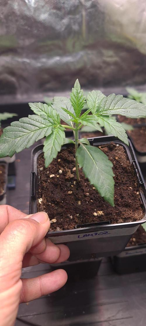 Lamboz - Ridgeline Farms. Week 2
