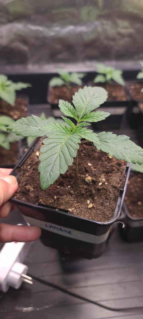 Lamboz - Ridgeline Farms. Week 2