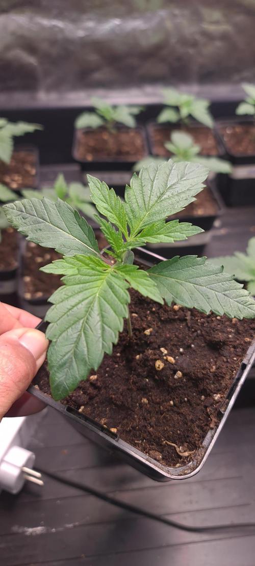 Lamboz - Ridgeline Farms. Week 2