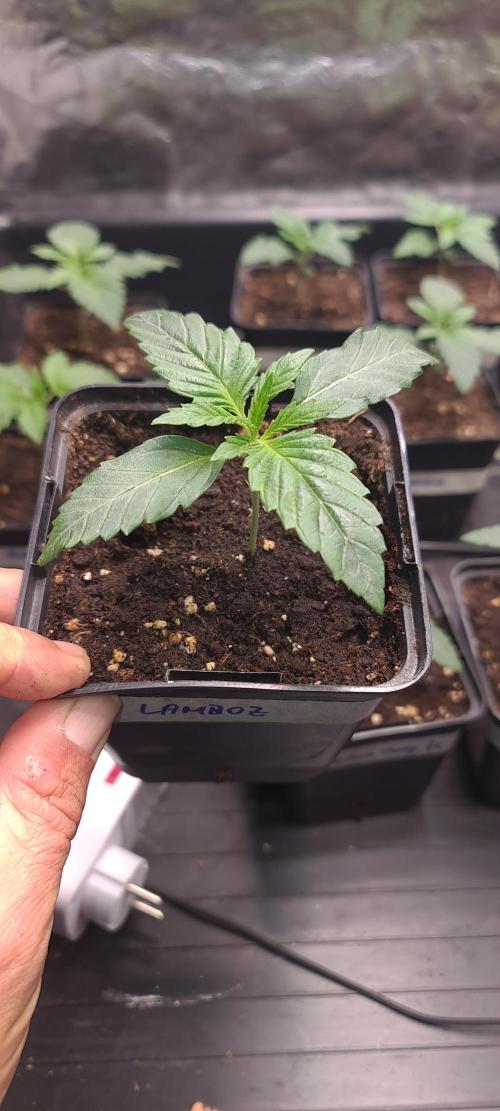 Lamboz - Ridgeline Farms. Week 2