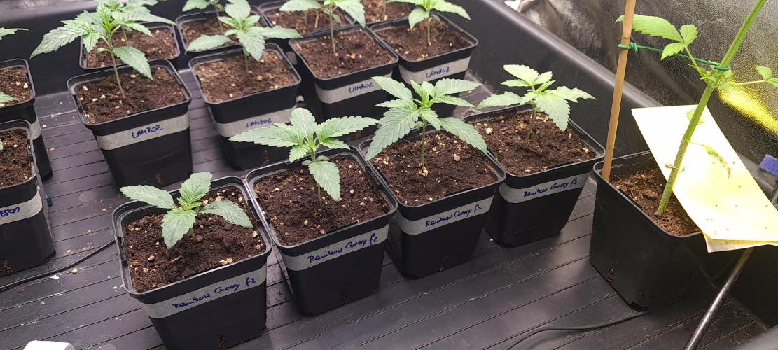 Trichome Jungle - Rainbow Cherry f2. Week 2