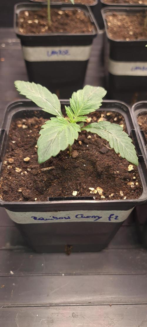 Trichome Jungle - Rainbow Cherry f2. Week 2