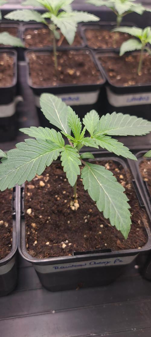 Trichome Jungle - Rainbow Cherry f2. Week 2