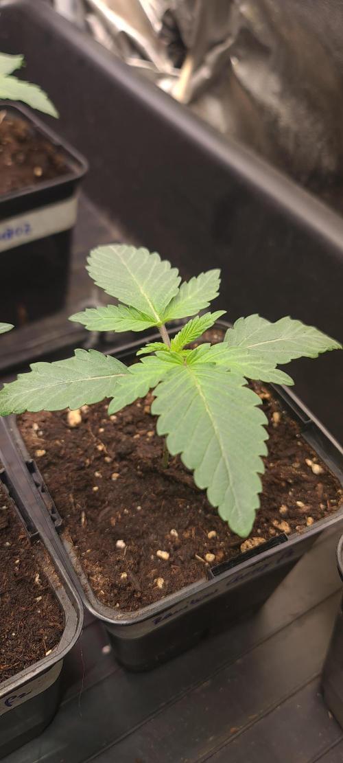 Trichome Jungle - Rainbow Cherry f2. Week 2