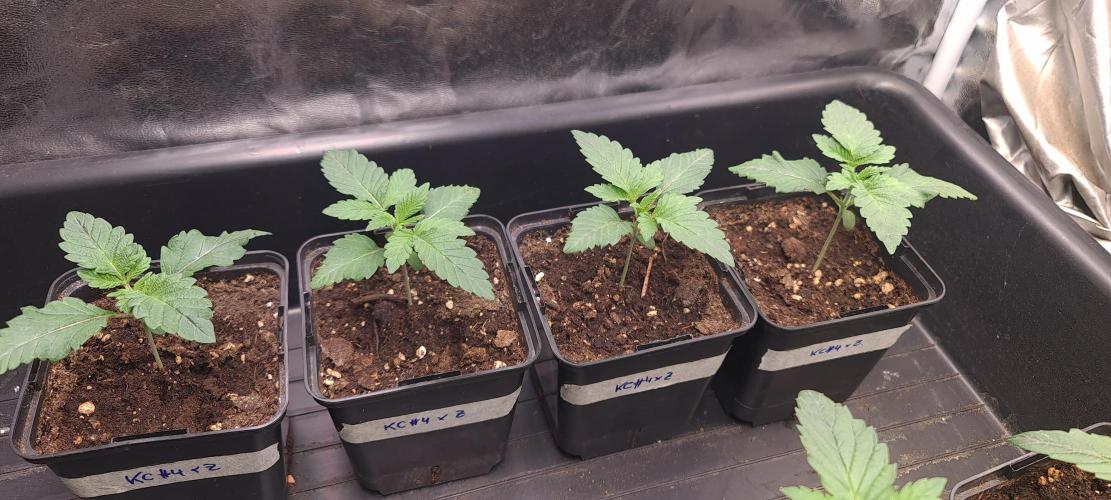 KingCherry#4*Zowahh f2. Week 2