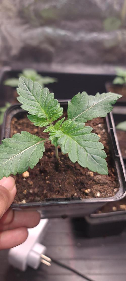 KingCherry#4*Zowahh f2. Week 2