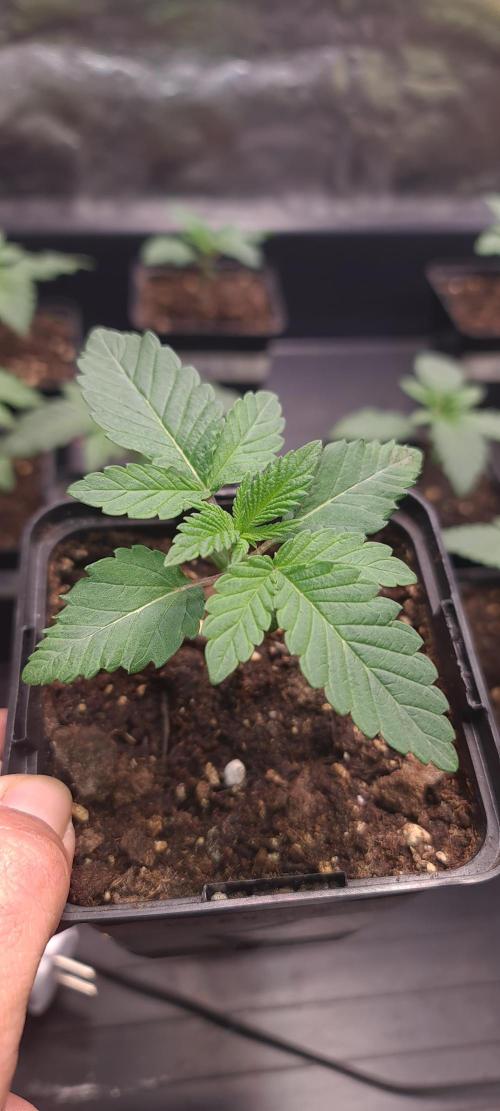 KingCherry#4*Zowahh f2. Week 2