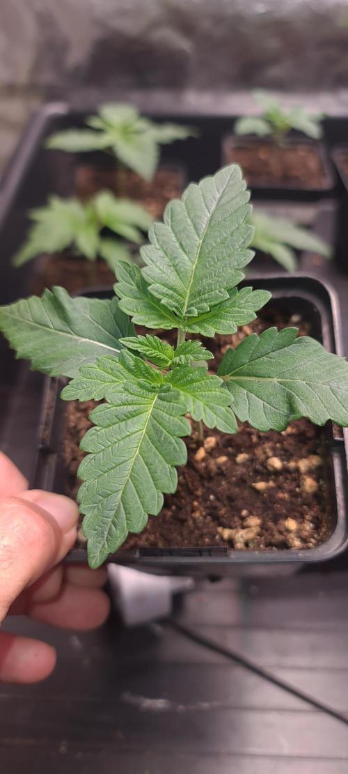 KingCherry#4*Zowahh f2. Week 2