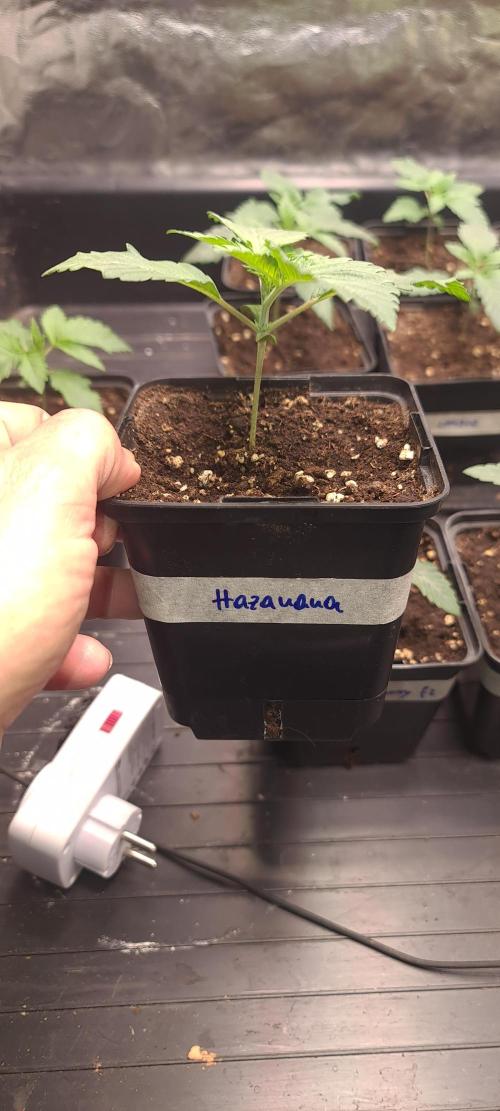 Banana Haze. Week 2