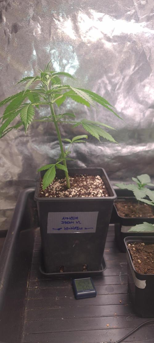 Amnesia Dream XL Auto. Week 7