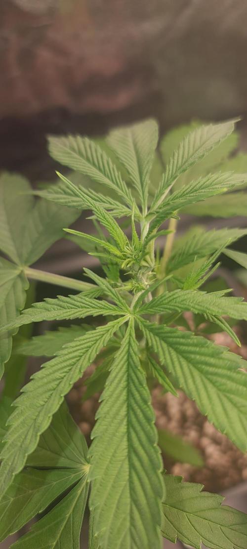 Amnesia Dream XL Auto. Week 7