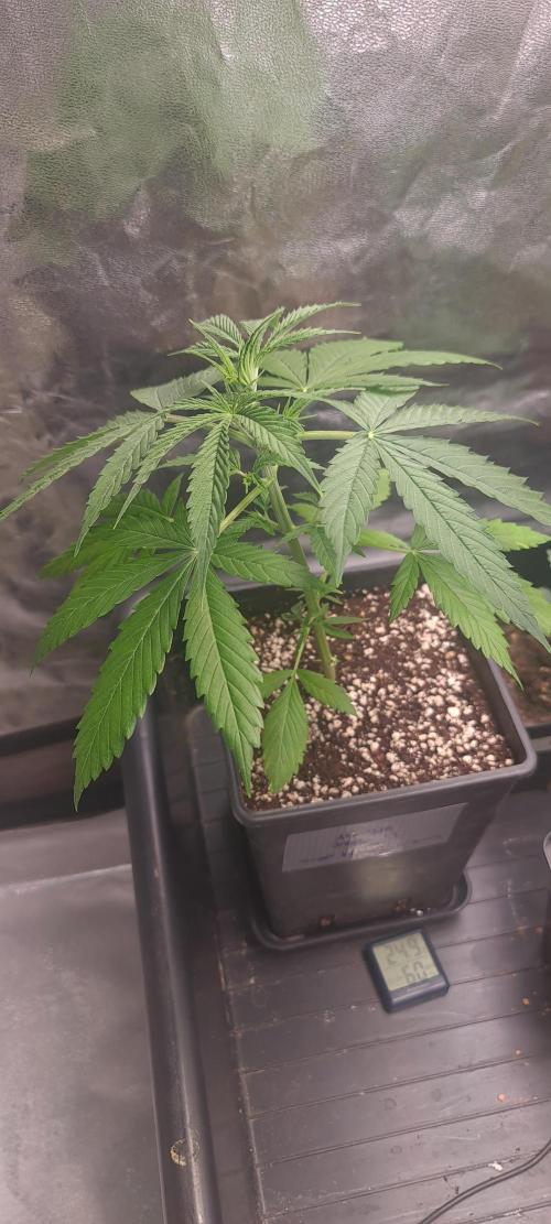 Amnesia Dream XL Auto. Week 7
