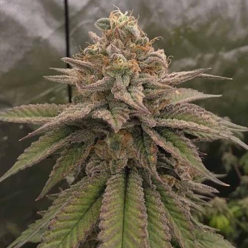 Cherries on Haze. Week 0 - Bloody Cherry
Bask Triangle Farms 