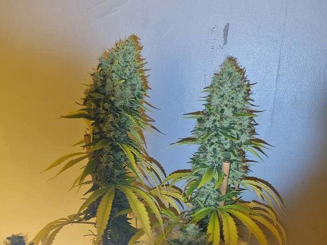 Cherries on Haze. Week 0 - Neville's Gold