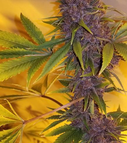 Cherries on Haze. Week 0 - Black Cherry Soda 