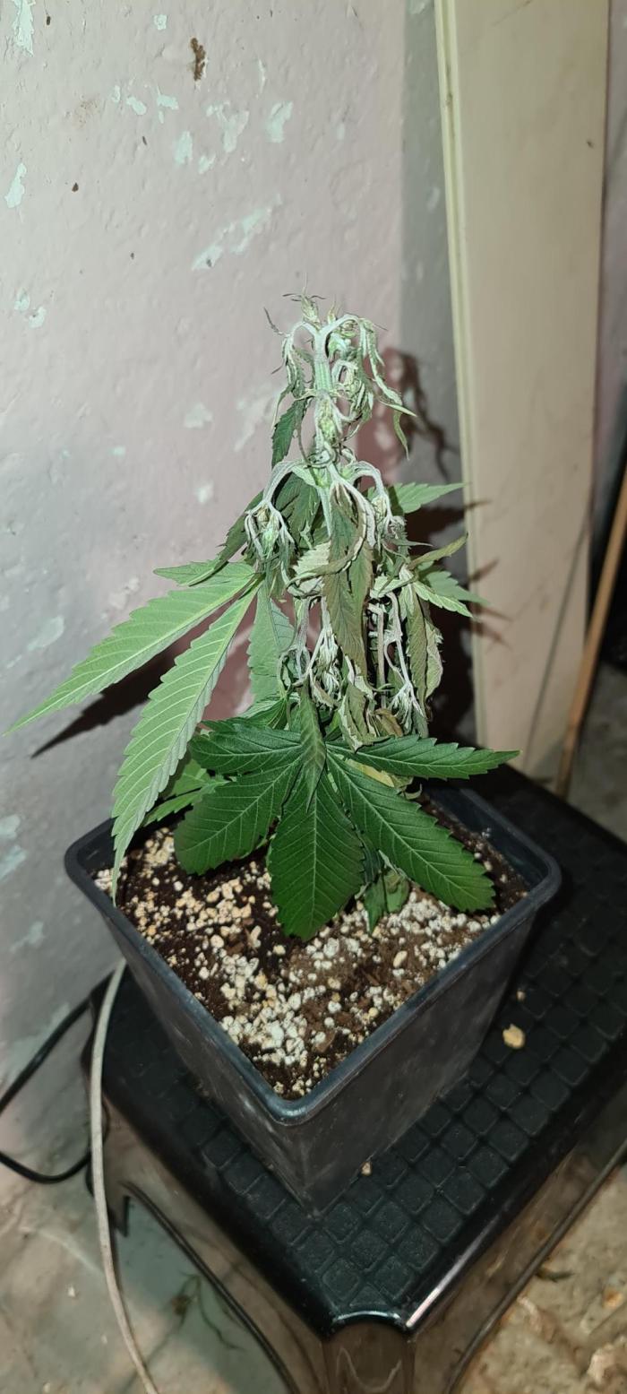 Amnesia Dream XL Auto. Week 8