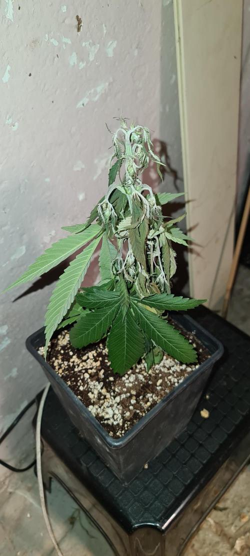 Amnesia Dream XL Auto. Week 8