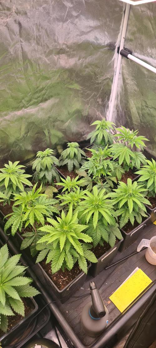 Hazanana. Week 3