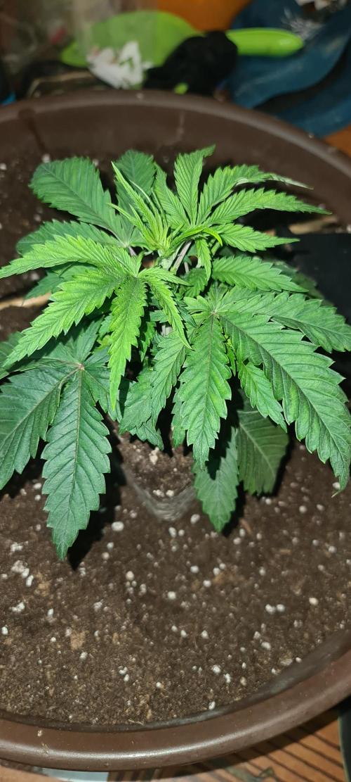 Zowahh Fresca LTD. Week 3