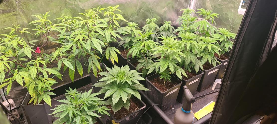 Trichome Jungle - Rainbow Cherry f2. Week 3